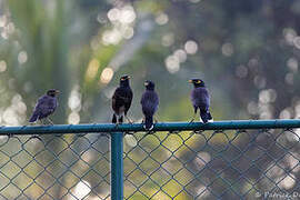 Common Myna