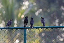 Common Myna