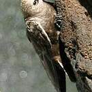 Martinet à tête grise