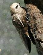 Great Dusky Swift