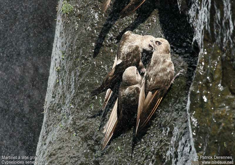 Great Dusky Swiftadult