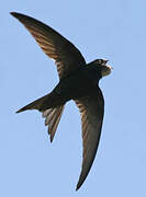 Common Swift