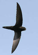 Common Swift