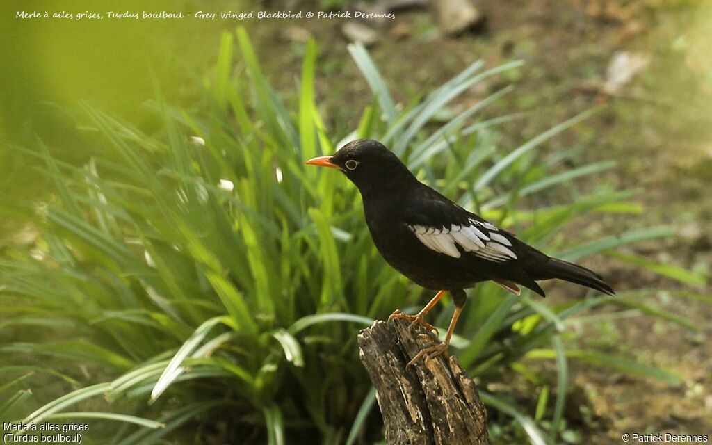 Grey-winged Blackbird