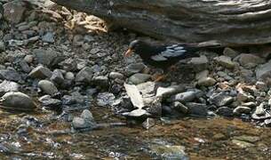 Grey-winged Blackbird