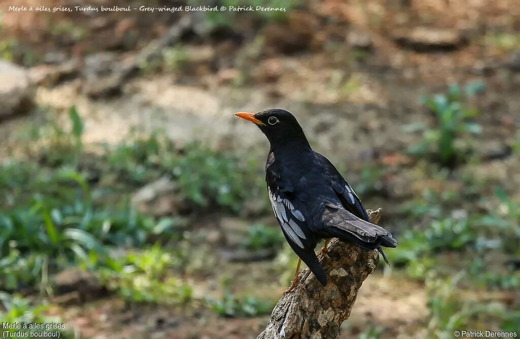 Grey-winged Blackbird