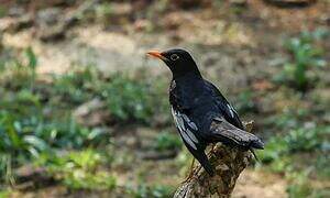 Grey-winged Blackbird