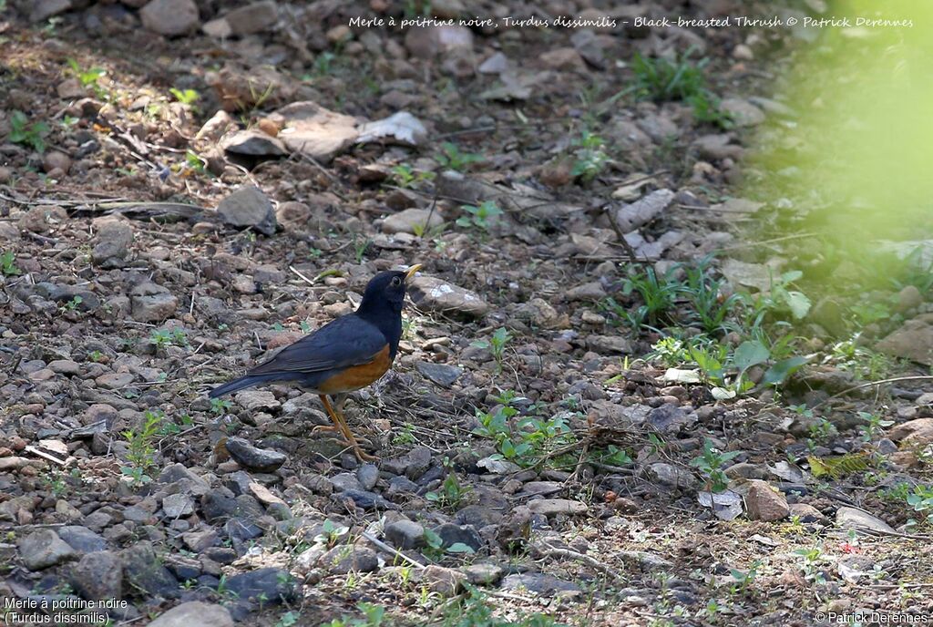 Black-breasted Thrush