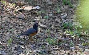 Black-breasted Thrush