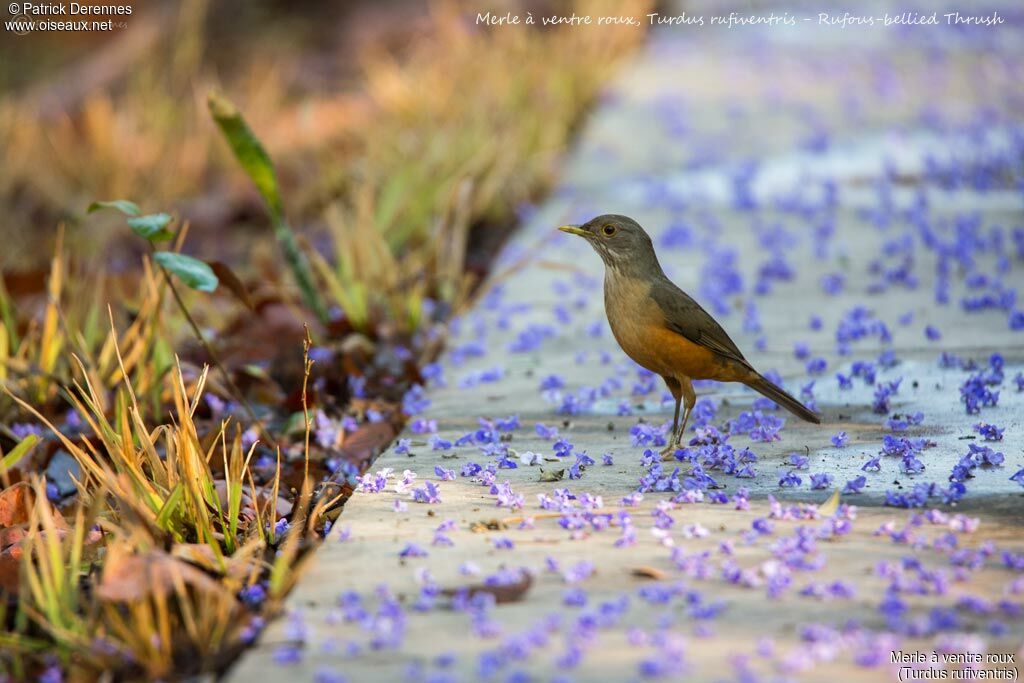 Rufous-bellied Thrush, identification, habitat