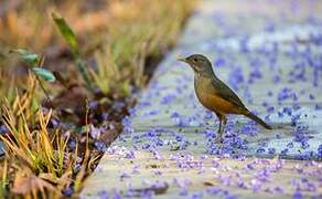 Rufous-bellied Thrush