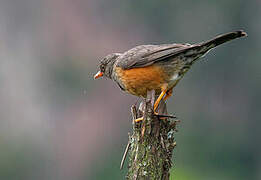 Abyssinian Thrush