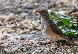 African Thrush