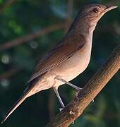 Pale-breasted Thrush