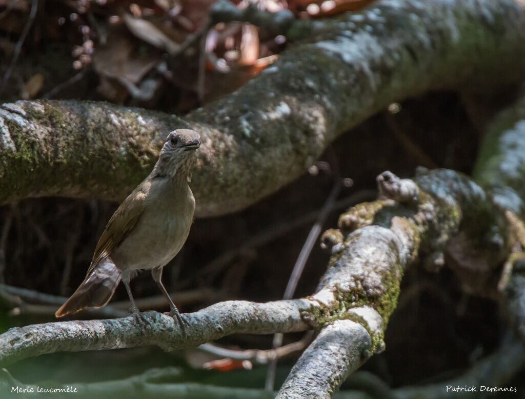 Pale-breasted Thrush, identification, habitat