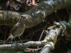 Pale-breasted Thrush