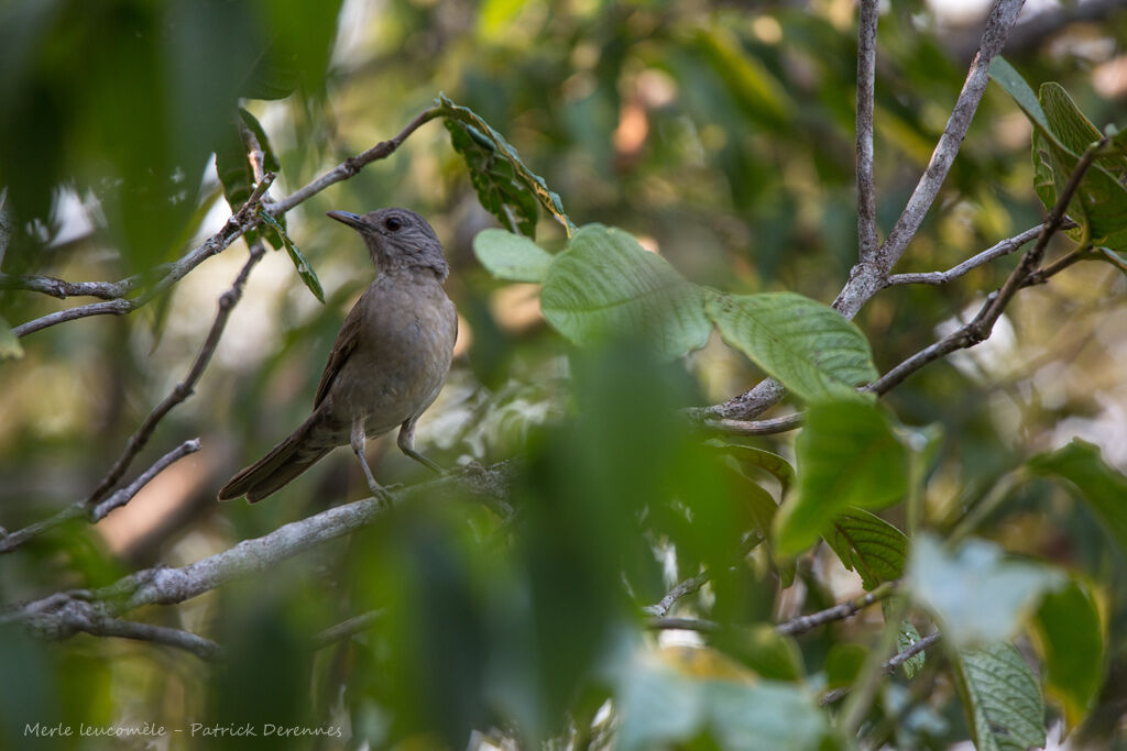 Pale-breasted Thrush, identification, habitat