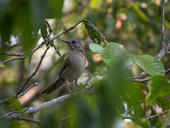 Pale-breasted Thrush