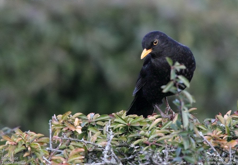 Merle noir mâle, identification