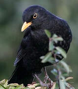 Common Blackbird