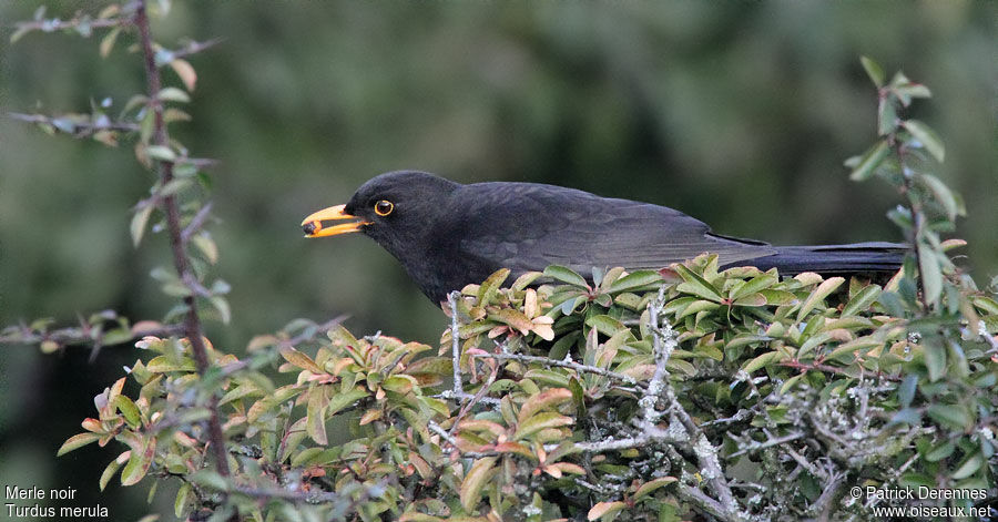 Common Blackbird male, identification