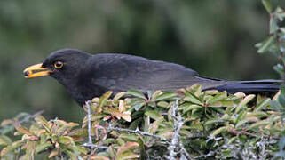 Common Blackbird