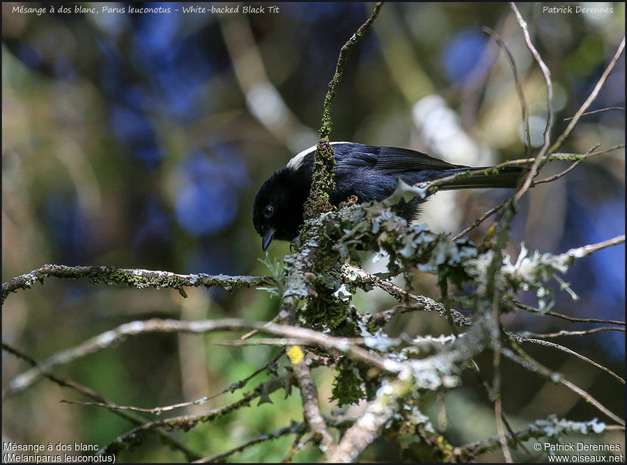 White-backed Black Titadult, identification