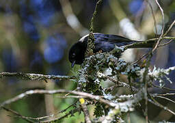 White-backed Black Tit