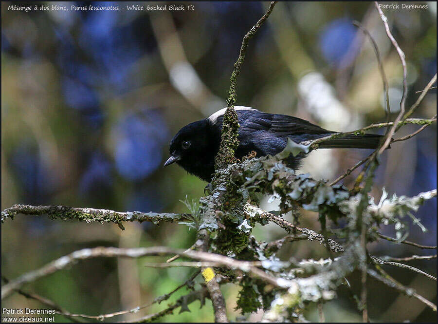 White-backed Black Titadult, identification