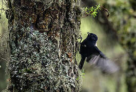 White-backed Black Tit