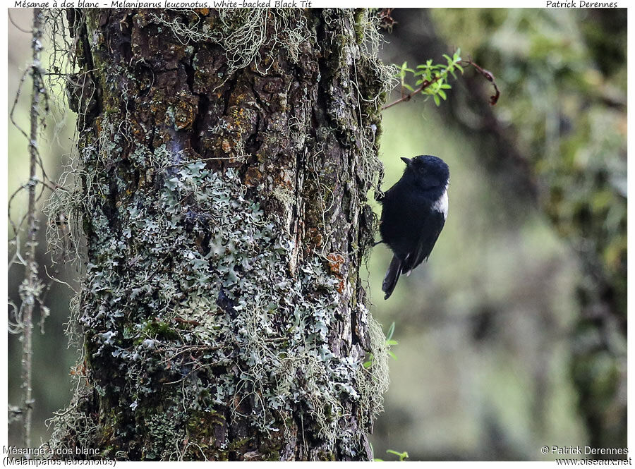 Mésange à dos blancadulte, identification