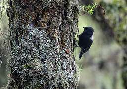 White-backed Black Tit