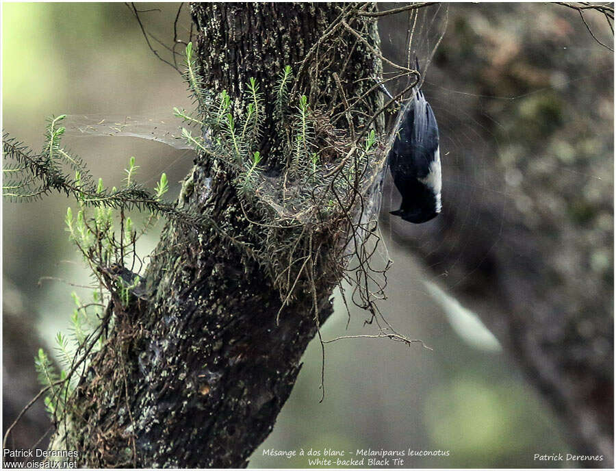 Mésange à dos blancadulte, habitat, pigmentation, pêche/chasse, Comportement