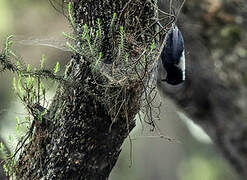 White-backed Black Tit