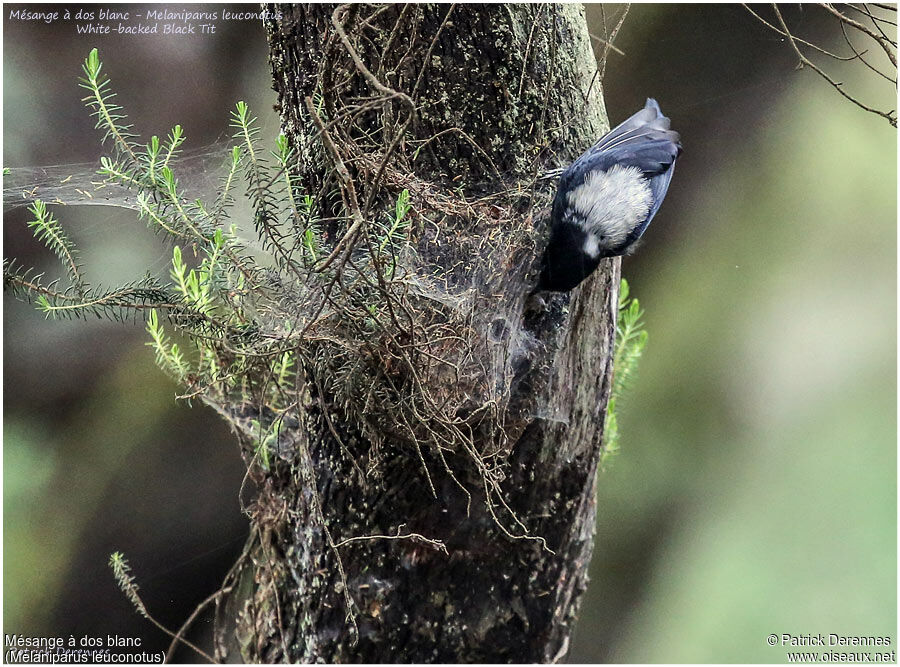 White-backed Black Titadult, identification, feeding habits, Behaviour