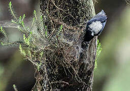 White-backed Black Tit