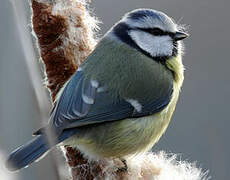 Mésange bleue