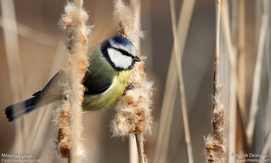 Eurasian Blue Titadult post breeding, identification, feeding habits