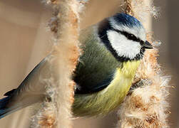 Eurasian Blue Tit