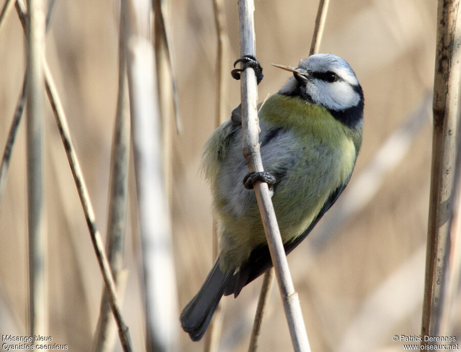 Eurasian Blue Titadult, identification, feeding habits, Behaviour