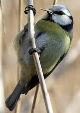 Mésange bleue