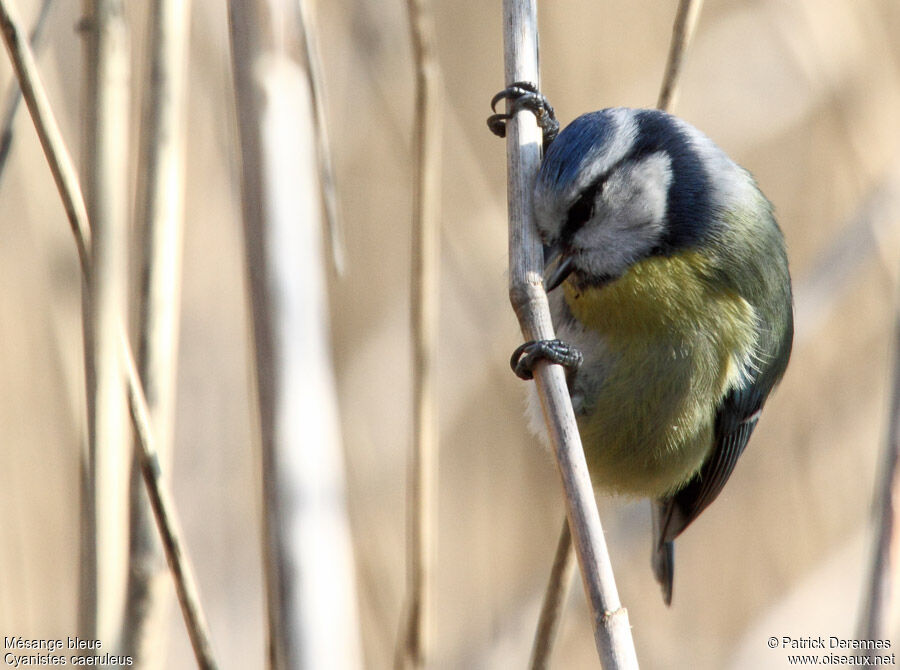 Eurasian Blue Titadult, identification, feeding habits, Behaviour