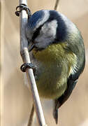 Mésange bleue