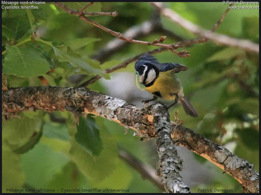 African Blue Tit, feeding habits