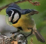 African Blue Tit