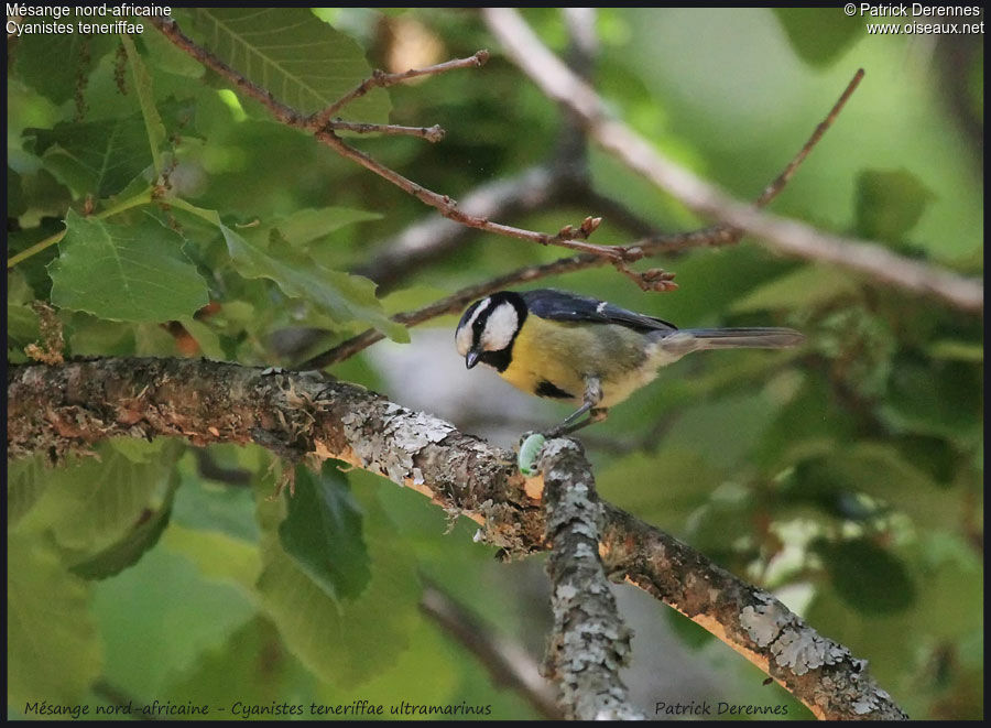 Mésange nord-africaine, régime