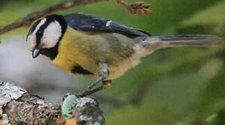 African Blue Tit