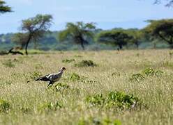 Secretarybird