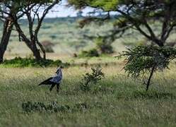 Secretarybird