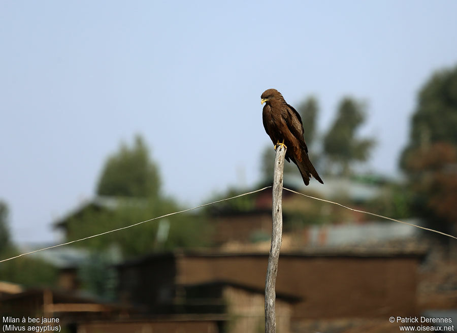 Yellow-billed Kiteadult